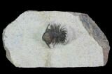 Bumpy Acanthopyge (Lobopyge) Trilobite #100185-2